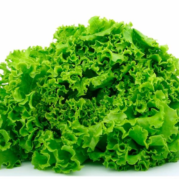 Una lechuga fresca luego de ocupar antioxidante de lechuga
