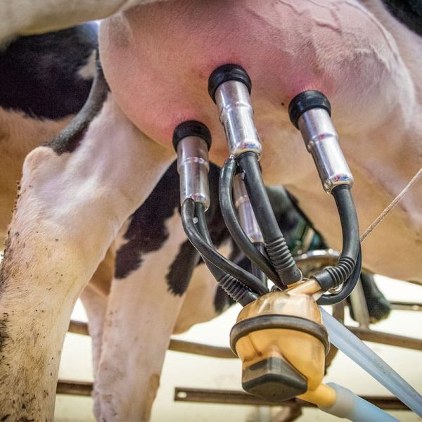 Ecocow | Sellador de Pezones